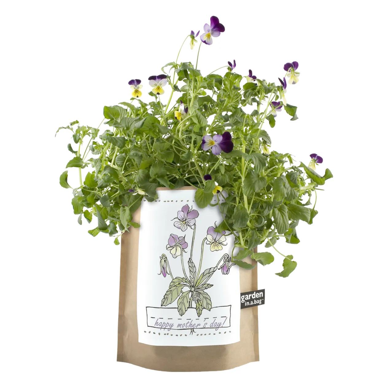 Kids Garden in A Bag | Viola