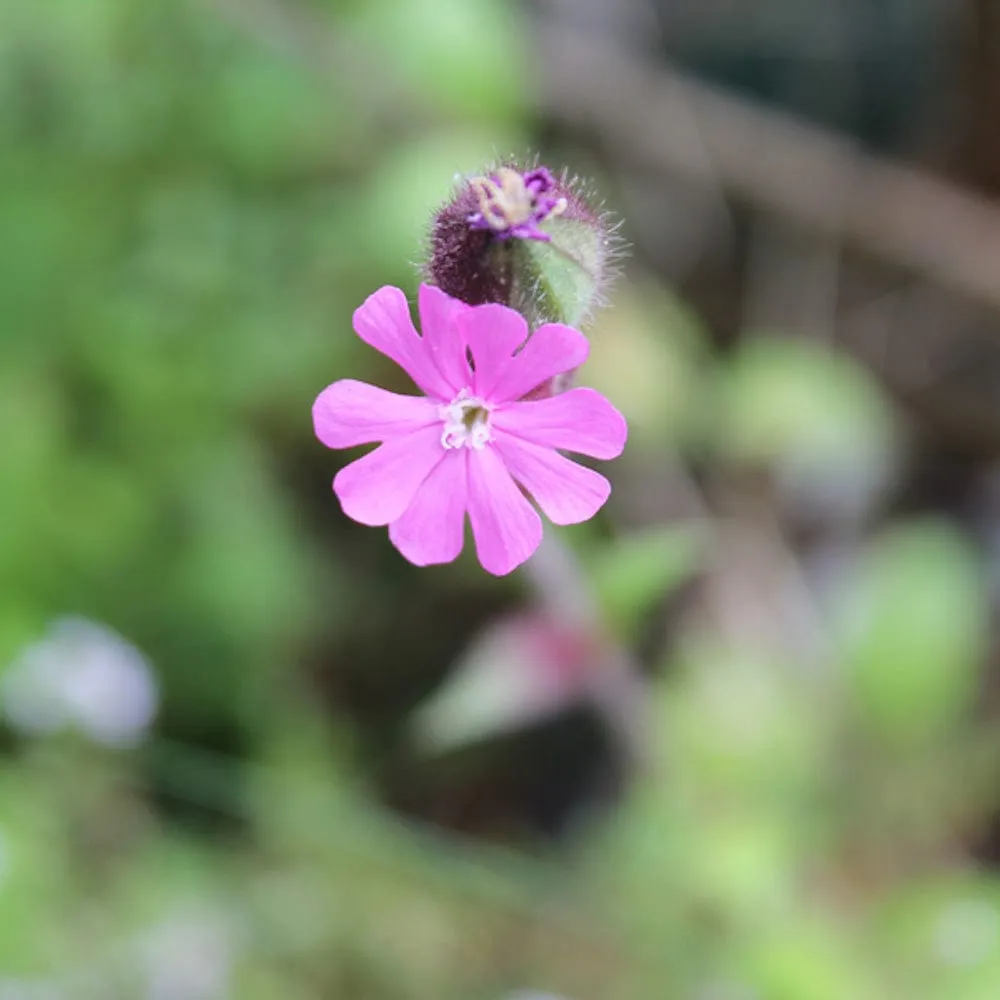 Seedball Wildflower Grab Bag - Butterfly Mix