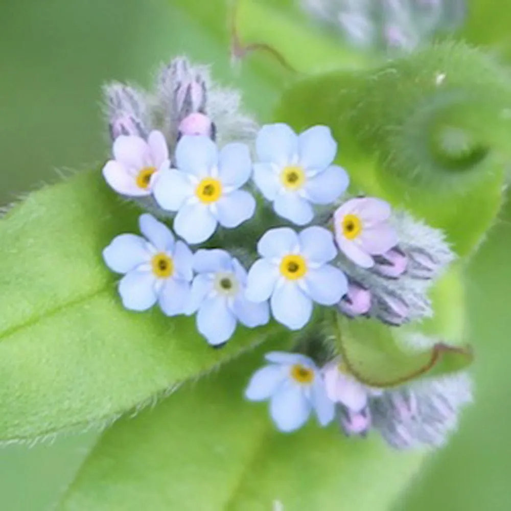 Seedball Wildflower Grab Bag - Butterfly Mix